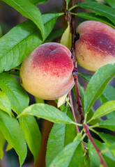 Closeup of peaches on the tree. 