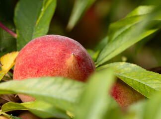 Closeup of peaches on the tree. 