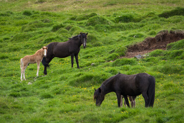 Naklejka na ściany i meble Icelandic Horses and Foals