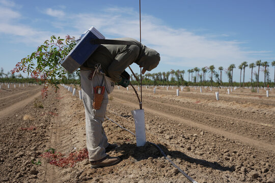 Pistachio rootstock budding in California