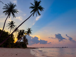 Summer tropical with colorful theme as palm trees on the beach background © SASITHORN