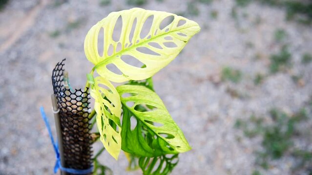 Monstera Acuminata Albo Varigated in the pot - swiss cheese albo  Varigated   /