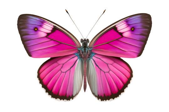 Beautiful pink tropical butterfly isolated design, colorful exotic insect wings pattern element, full closeup large Monarch butterfly in nature Ai generated