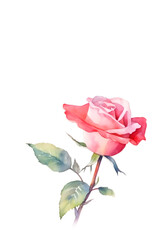 Watercolor rose isolated on white background Generative ai