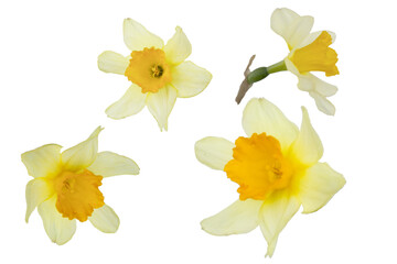 Yellow spring flowers daffodils isolated on white background. Narcissus flowers