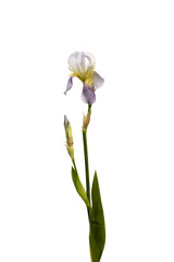  iris flower isolated on white background