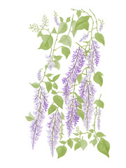 watercolor clipart of wisteria flower on transparent background, generative ai