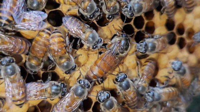 Closeup video of Bee queen with bees on a bee hive, Indian honey bee
