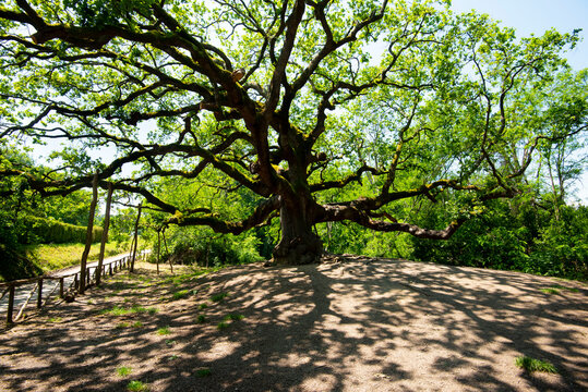 The Oak of the Witches - Italy