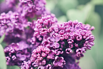 Ready-made design with lilac flowers, with space to copy. The layout of a decorative greeting card or invitation design background, wallpaper design. High quality photo