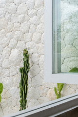 Cactus poolside garden at private villa