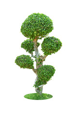 Pruning trees, ornamental plants trees and bonsai of shrubs or bushes for garden decoration. (bush, shrub) On white background. (png)