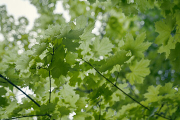 Fototapeta na wymiar Green Maple tree leaves with copy space. Natural background. High quality photo