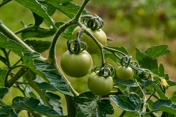 green tomatoes hanging on a branch