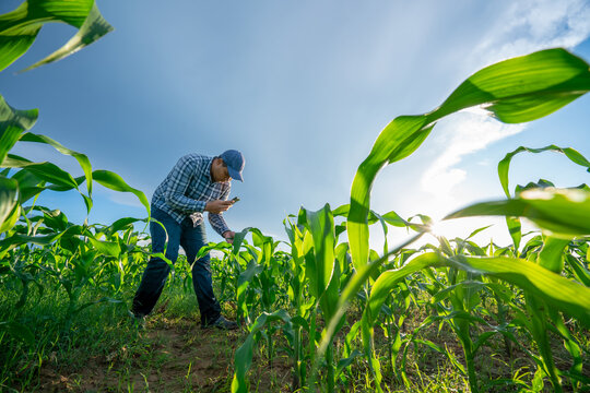 Agronomist farmer man using digital mobile application in a young cornfield at morning day light