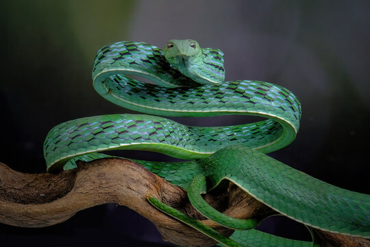 green snake on a branch