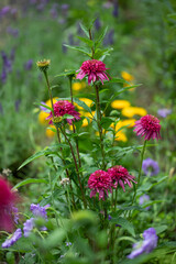  jeżówki ( Echinacea purpurea ) w ogrodzie © meegi