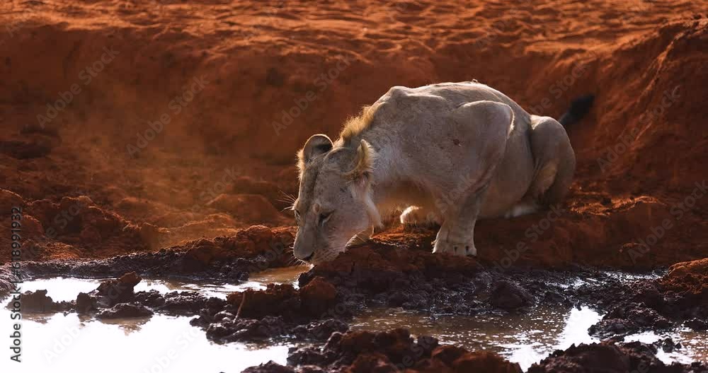 Poster A lion drinks water in the savannah