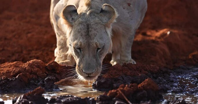 A lion drinks water in the savannah