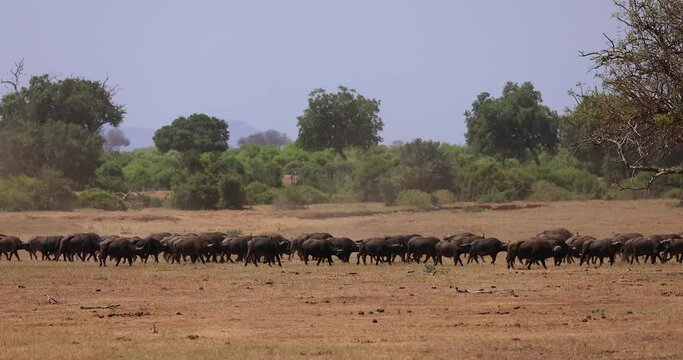 A large buffalo family is walking in the savannah