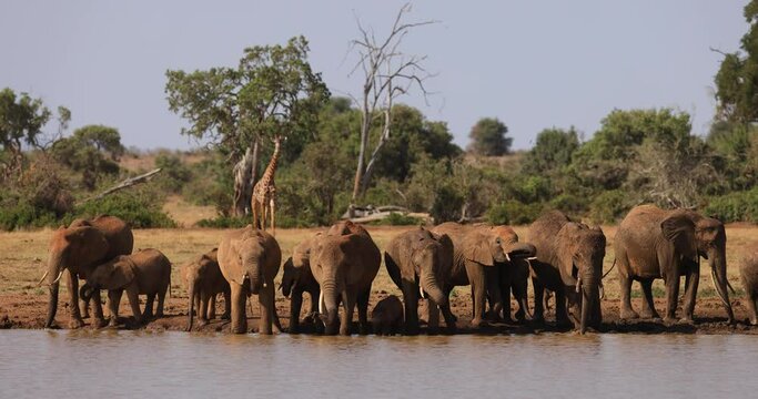 A family of elephants drink water in the savannah