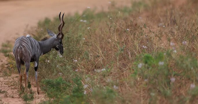 A lesser kudu eats plants in the savannah