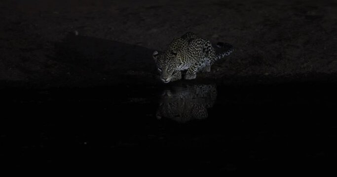 A leopard drinks water at night in the savannah