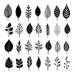 Artistic minimalism: drawing black and white plant leafs