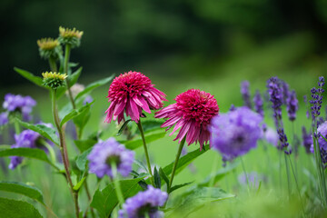  jeżówki ( Echinacea purpurea ) i drakiew gołębia w ogrodzie © meegi