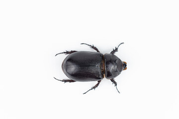 Male rhinoceros beetle isolated on white background, clipping path included