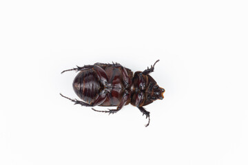 rhinoceros beetle isolated on white background, clipping path included