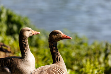 Egyptian geese on grass field near to a lake