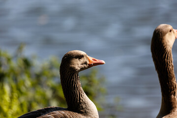 Egyptian geese on grass field near to a lake