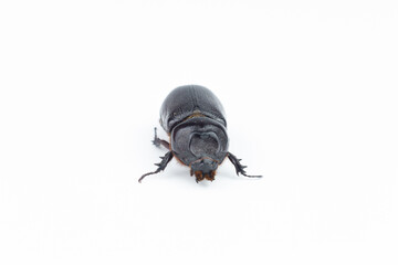 rhinoceros beetle isolated on white background, clipping path included