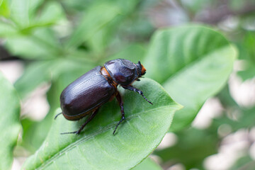 Rhinoceros beetle on a green leaf in the garden.