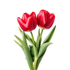 red tulips isolated on transparent background ai generated
