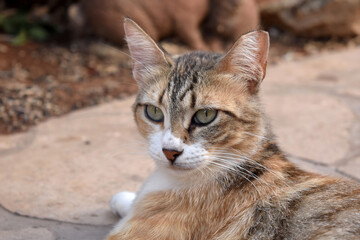 Calico cat sitting in the garden.  Cat with a tipped ear. 