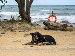 Homeless dog on the seashore