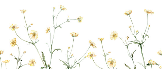 Seamless border of yellow flower meadow, forest flowers. Buttercup known as Ranunculus acris, sitfast, spearworts or water crowfoots.Watercolor hand painting illustration on isolate white background.