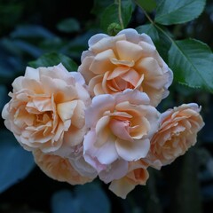 美しいオレンジ色の花束（バラ）
