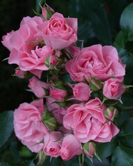 美しいピンク色バラの花束