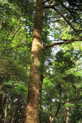 大山登山道付近にある大木を見上げる