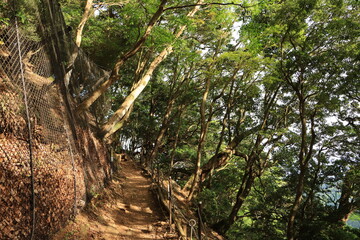 Obraz premium 伊勢原の大山登山道の風景