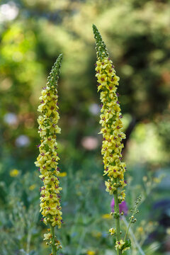 Common mullein , or Bears ear ( lat. Verbascum thapsus ) is a biennial herbaceous plant