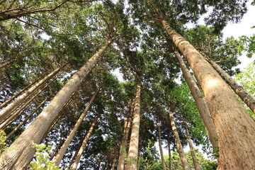 Fototapeta premium 大山の登山道にある杉の木を見上げる