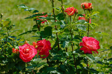 Beautiful roses Decor Arlequin in the garden. Growing roses in the garden