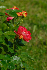 Beautiful roses Decor Arlequin in the garden. Growing roses in the garden