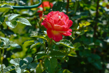 Beautiful roses Decor Arlequin in the garden. Growing roses in the garden