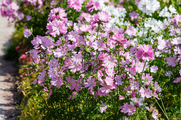 Musky mallow , or musky mallow (lat. Malva moschata ) is a plant species of the genus Malva