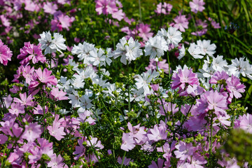 Musky mallow , or musky mallow (lat. Malva moschata ) is a plant species of the genus Malva